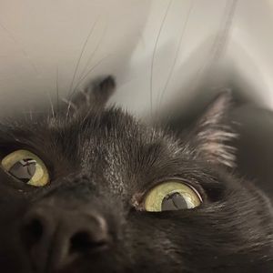 Meet your Posher, Amber